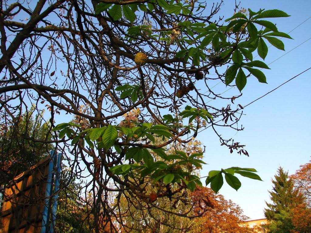 Фастів з panoramio.com (ч.2) - Фастов