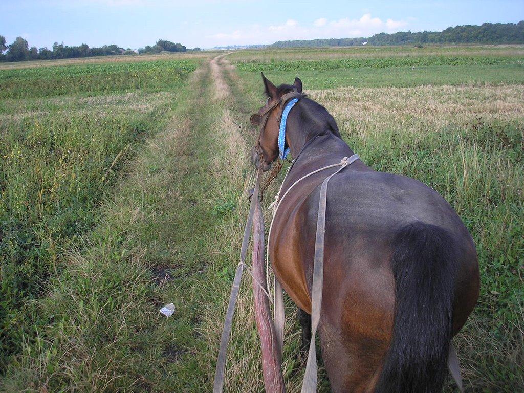 Озеряни з panoramio.com - Озеряни