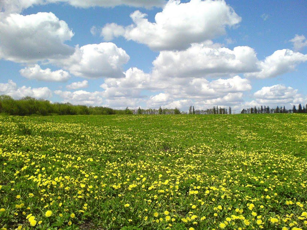 Червоний Прапор з panoramio.com - Червоний Прапор