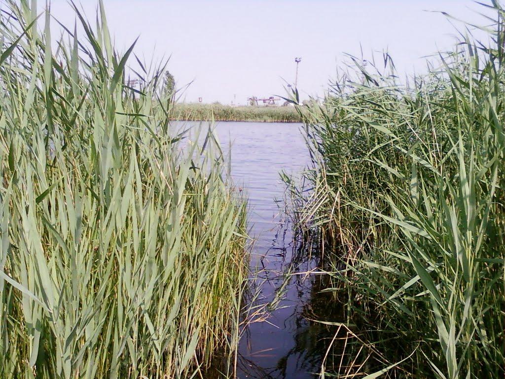 Серпневе з panoramio.com - Серпневе