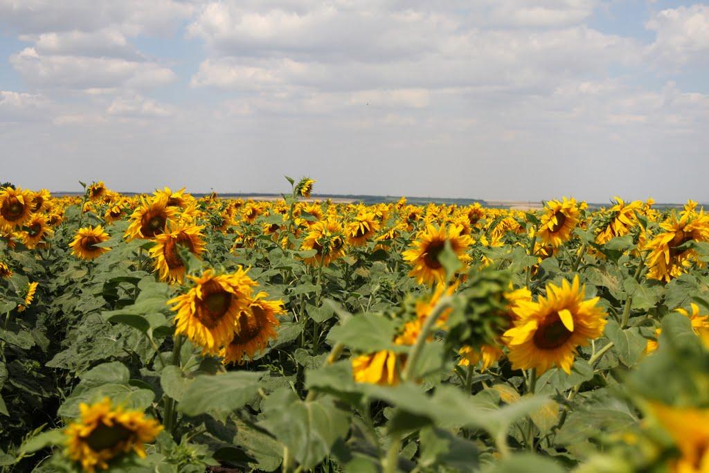 Кам'янка з panoramio.com - Камянка