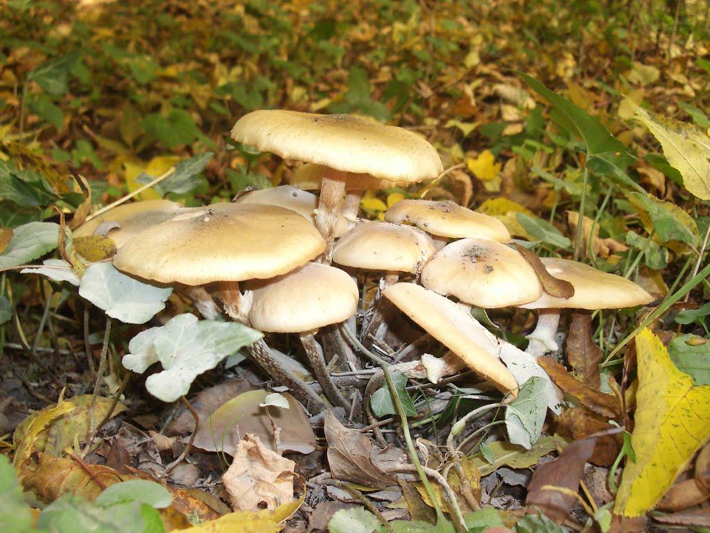 Гончарне з panoramio.com - Гончарне