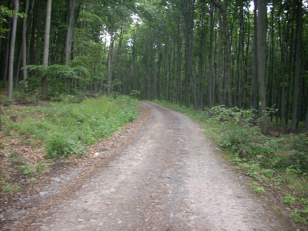 Ярок з panoramio.com - Ярок