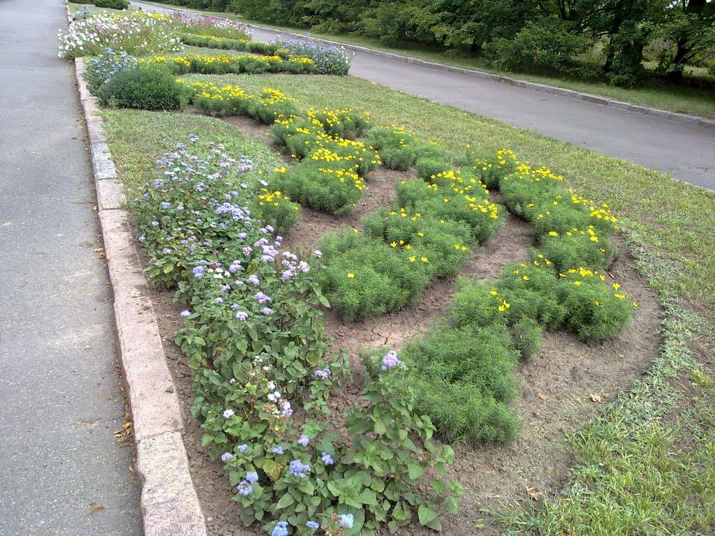 Кам'яне Поле з panoramio.com - Кам'яне Поле