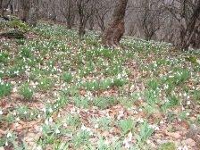 Громівка з panoramio.com - Громівка