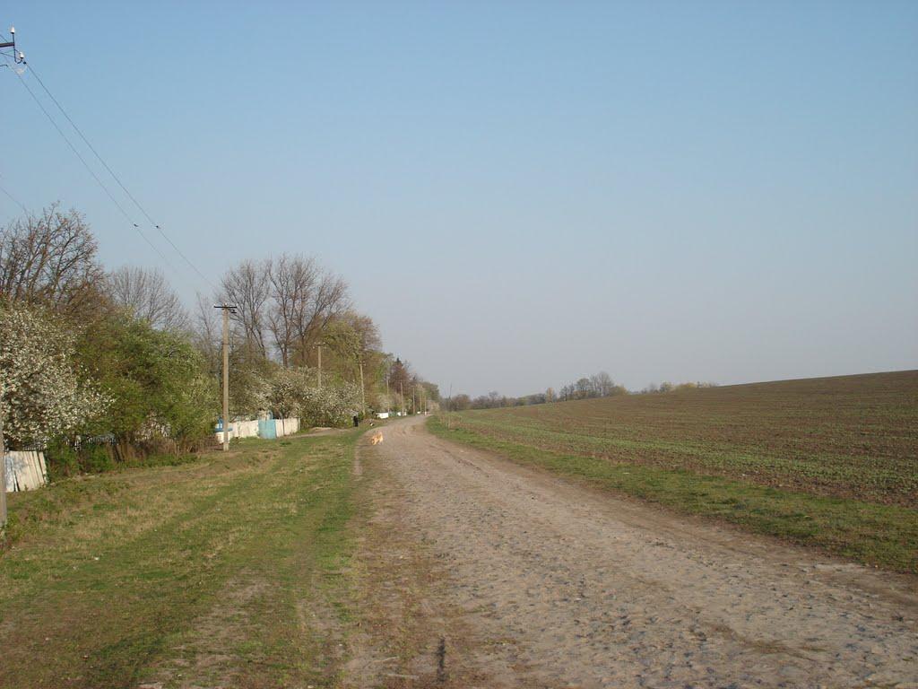 Сорокотяга з panoramio.com - Сорокотяга