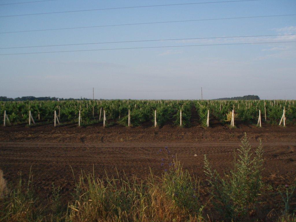 Прибережне з panoramio.com - Прибережне