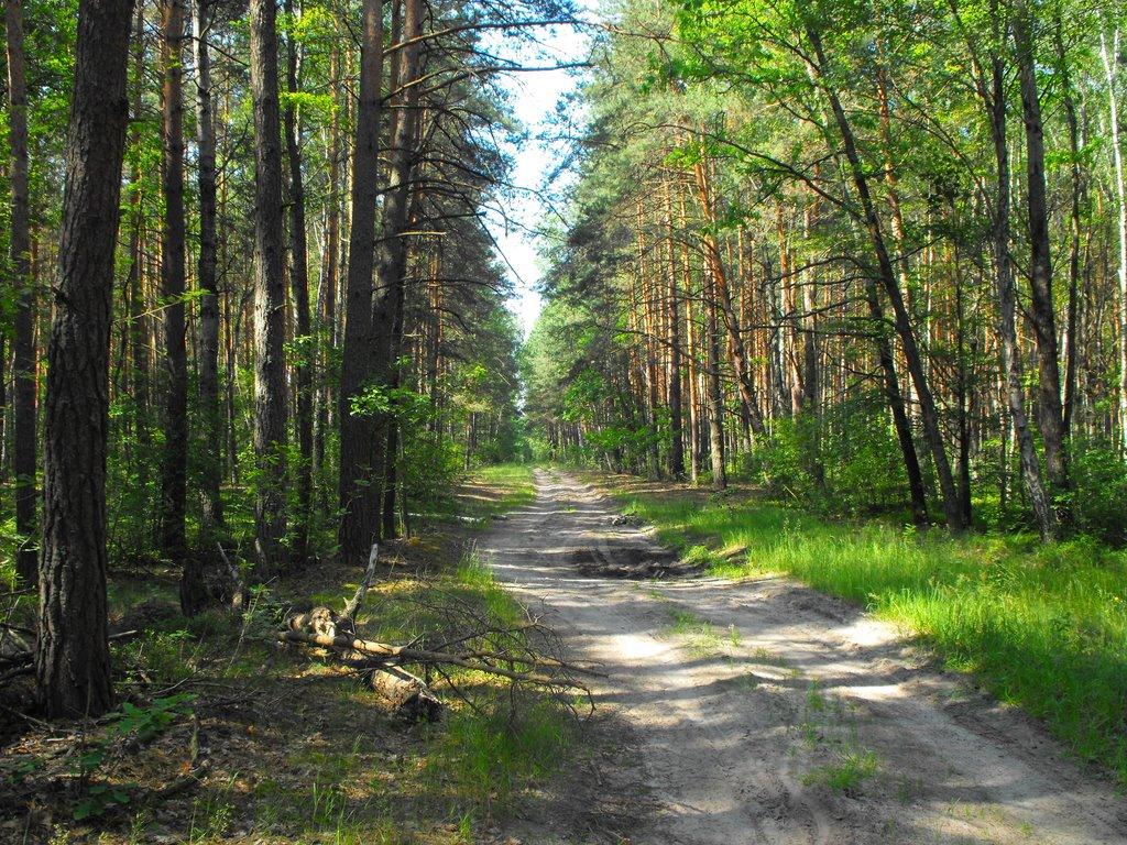 Меньківка з panoramio.com - Меньковка