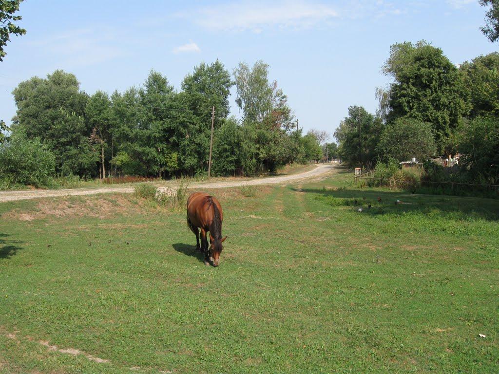 Смичин з panoramio.com - Смичин