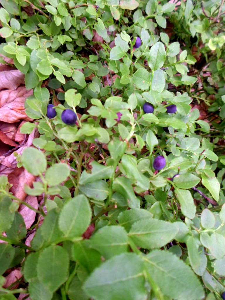 фантазії природи - Танява