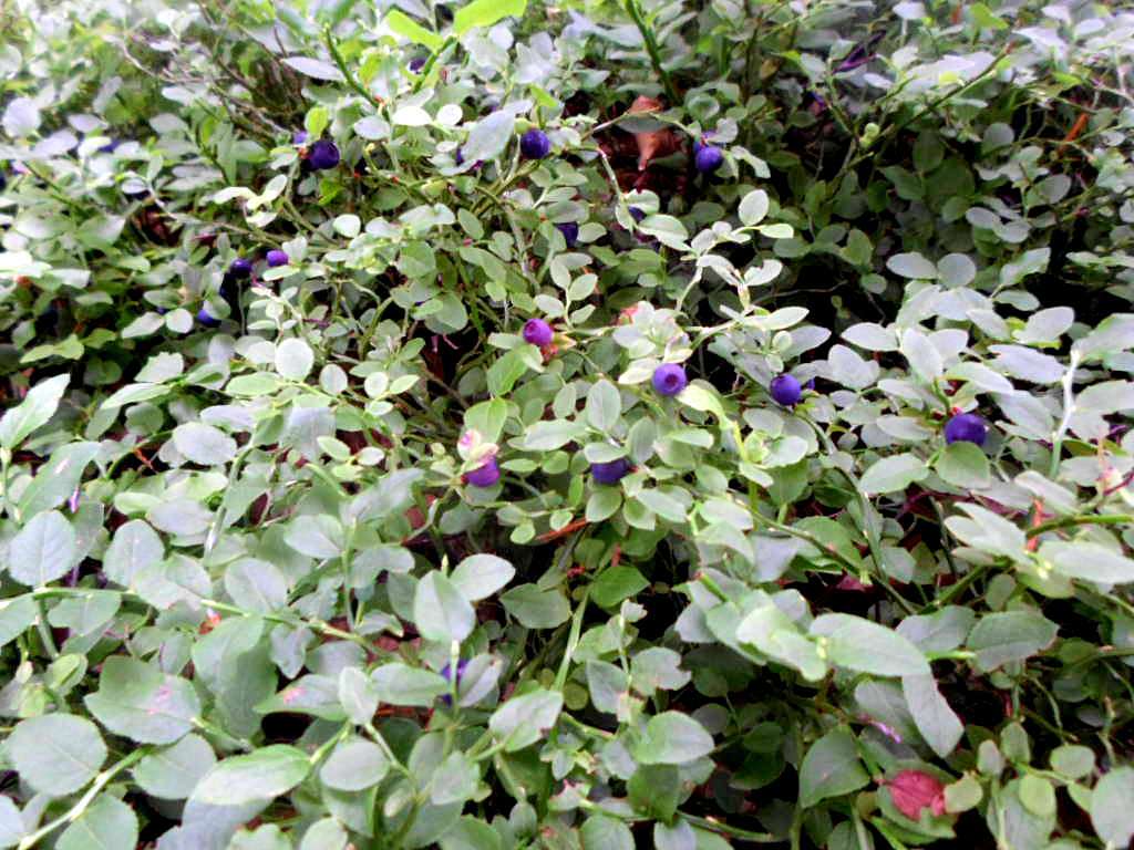 фантазії природи - Танява