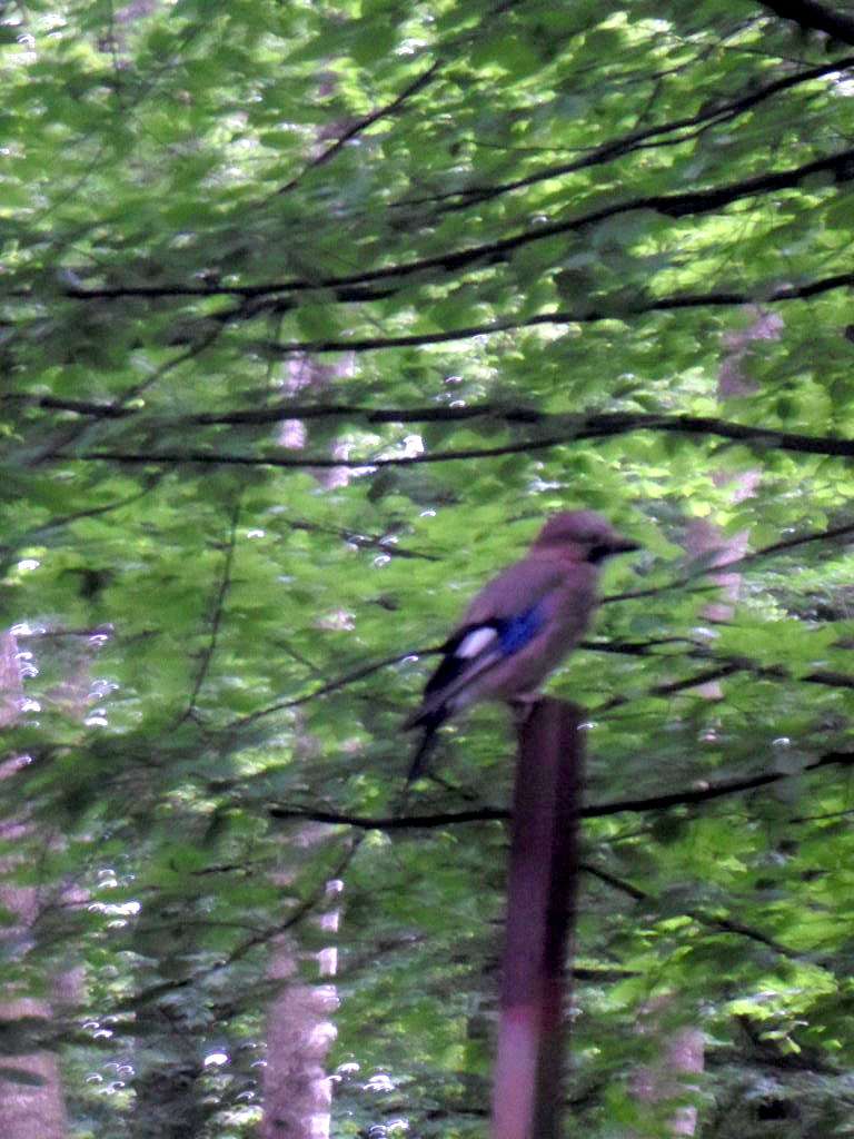 Зоосвіт - Моршин