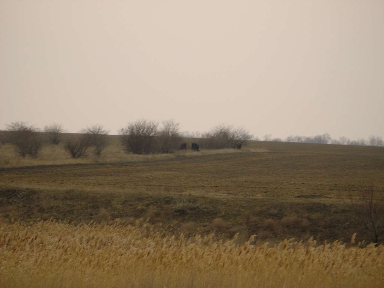 Барвиновка - Барвінівка