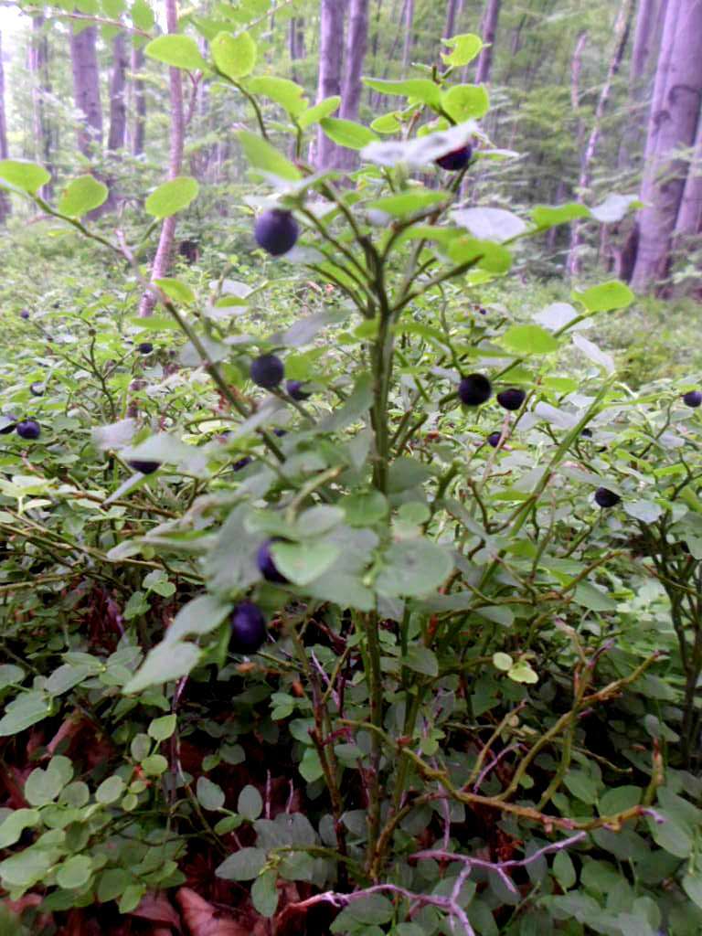 фантазії природи - Танява