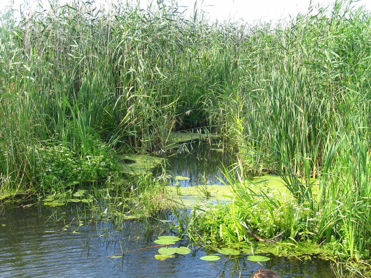 Річка Харків в Циркунах. - Циркуны