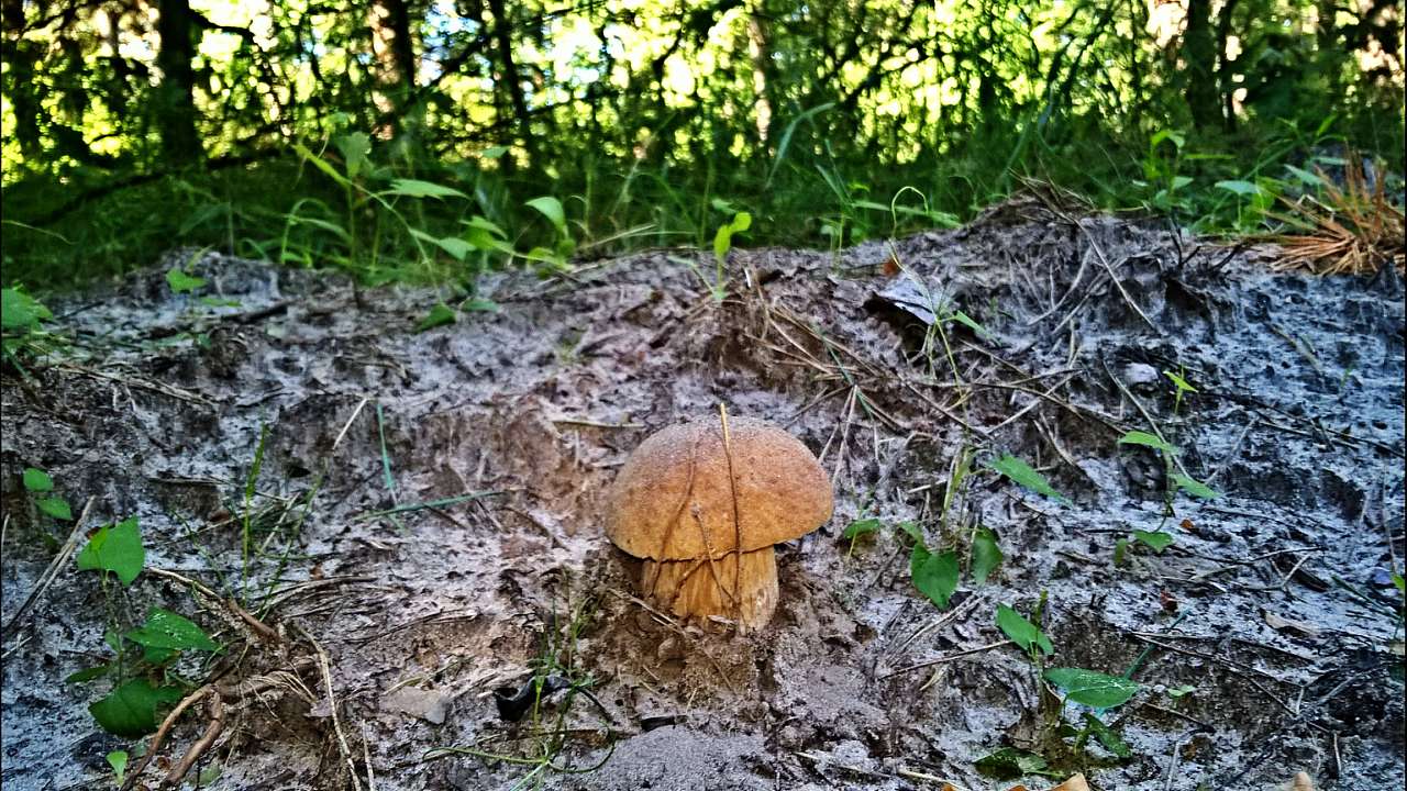 мій рідний край - Бондарівка