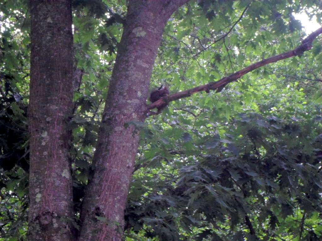 Зоосвіт - Моршин