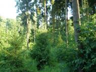 Старий Збараж з panoramio.com