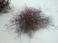 Ивачев Горишний - Последние фото