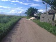 Новоганнівка - Останні фото