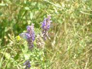 Skargivka - Latest photos