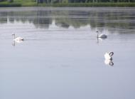 Підлісний Ялтушків з panoramio.com