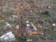 Пчолине з panoramio.com