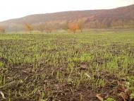 Рогачин з panoramio.com