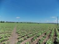 Млинки з panoramio.com