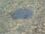 Стерегуще з panoramio.com