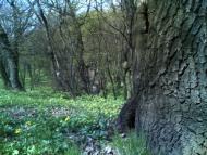 Алмазна з panoramio.com