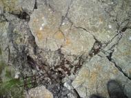 Сошників з panoramio.com