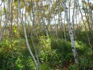 Чулаківка з panoramio.com