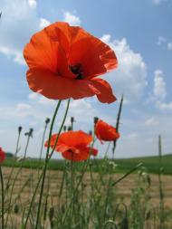 Лозова з panoramio.com