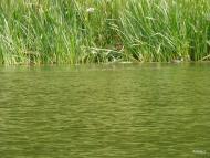 Жовте з panoramio.com