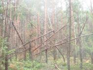 Кодра з panoramio.com