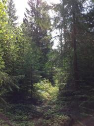 Микуличин з panoramio.com (ч.2)