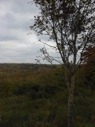 Велика Діброва з panoramio.com