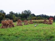 Райківці з panoramio.com