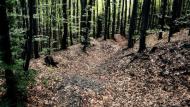 Забрідь з panoramio.com