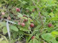 Біла - Останні фото