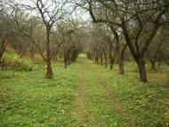 Драганівка з panoramio.com