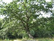 Есхар з panoramio.com