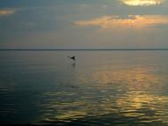 Малокатеринівка з panoramio.com