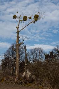 Ясининичі з panoramio.com