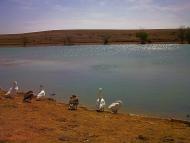 Кочергіне з panoramio.com