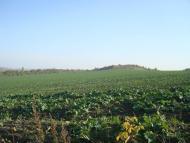 Закупне з panoramio.com