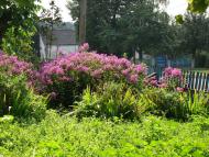 Зарваниця з panoramio.com