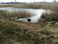 Студениця з panoramio.com