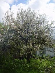 Грушківка з panoramio.com